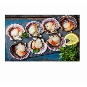 Pazifische Jakobsmuschel 1/2 Schale WOFCO 800 GR