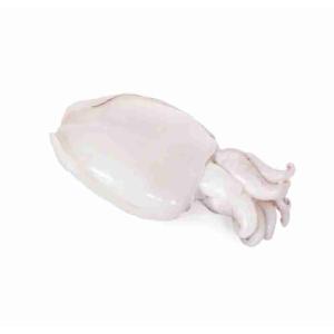 SEPPIA PULITA 1 UP CONGELATO WOFCO