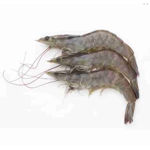 WOFCO 20/30 TROPICAL PRAWNS 2 KG