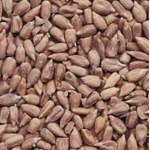 ANGELINI SUNFLOWER SEEDS 150 GR