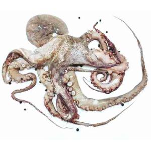 OCTOPUS 3/4 TABLETT AMARRAS (pro kg)