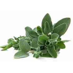 SALVIA TORNESA 30 GR