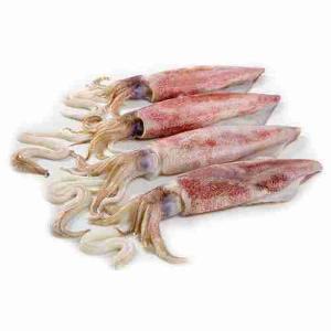 FRISCHER TINTENFISCH (pro kg)