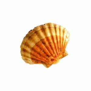 WHOLE SCALLOP SHELL (per kg)