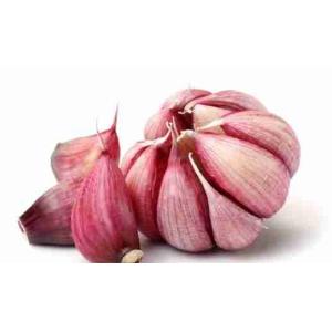 LOCAL RED TALARIC GARLIC