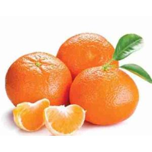 NOVA MANDARIN (per kg)