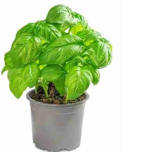 BASIL SMALL POT