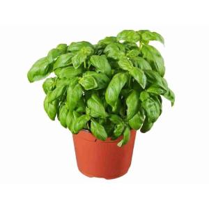 BASIL POT