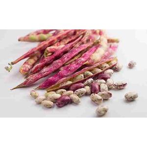 FRIJOLES BORLOTTI FRESCOS (por kg)