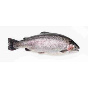 FRESH SALMON TROUT PER KG (per kg)