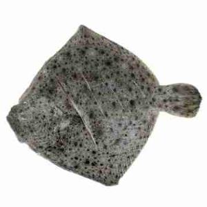 TURBOT 1/1.5 (per kg)