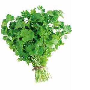 CILANTRO