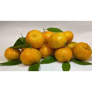 MARZOLO MANDARINS (per kg)