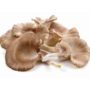 CHAMPIGNONS PLEUROTUS (par kg)