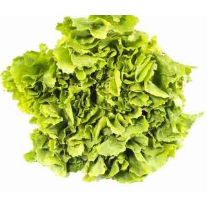 CURLY ESCAROLE (per kg)