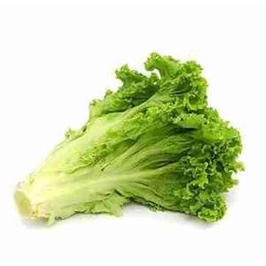 GLATTE ESCAROLE (pro kg)