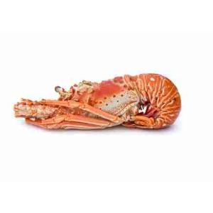 HOMARD TROPICAL CUIT 740/860 (le kg)