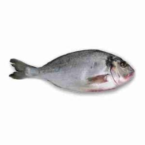 SEA BREAM 400/600 (per kg)