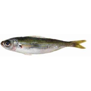 VOPE OR BOGA FRESH FISH (per kg)