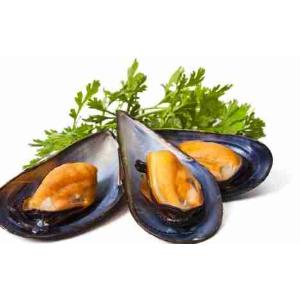 COOKED SHELLED MUSSELS 1 KG