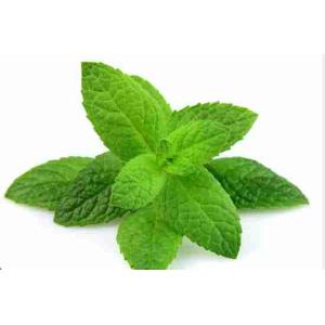 MENTHE TOURNAISE 30 GR