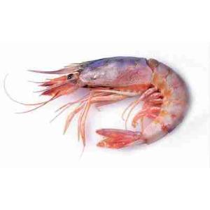 CREVETTES VIOLES III° 35/45 1 KG