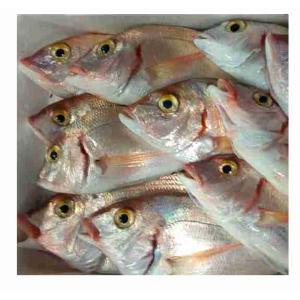 FRESH FISH OCCHIALONE (per kg)