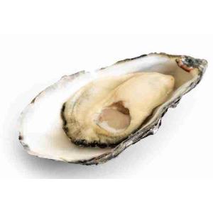 CONCAVE OYSTER SPECIAL KYS (per kg)