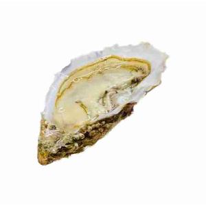 GILLARDEAU OYSTER N°3 (per kg)