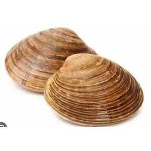 VONGOLE MARRONE C/GUSCIO 1 KG