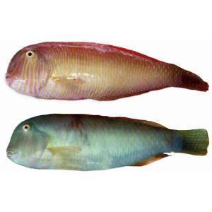 PESCE PETTINE FRESCO (al kg)