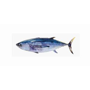 ALALUNGA TUNA (per kg)