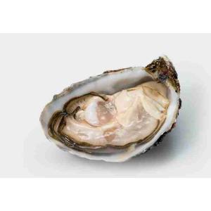 OYSTER COCCOLLOS N°3 X24 (per kg)