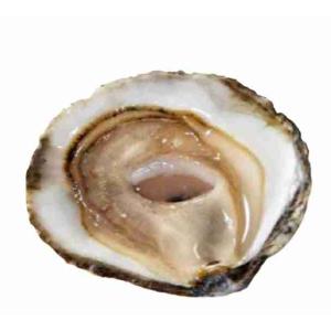 OYSTER BELON N°3 (per kg)