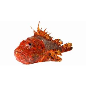 FRESH RED SCORPION FISH (per kg)