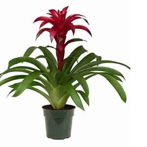 GUZMANIA VS12 NL