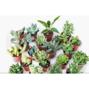 PLANTES SUCCULENTES VS5.5