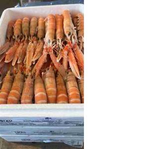 WHOLE SCAMPI POLY 16/20 SCOTLAND 1.5 KG