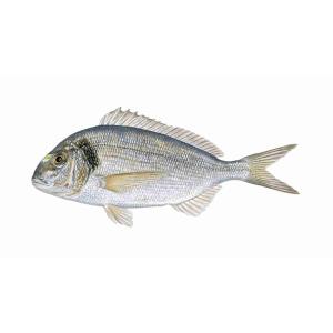 SEA BREAM (per kg)