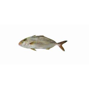 AMBERJACK II (per kg)