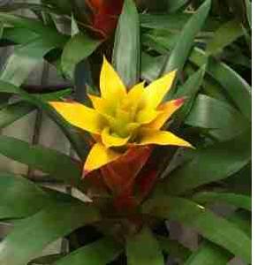 BROMELIA VS12