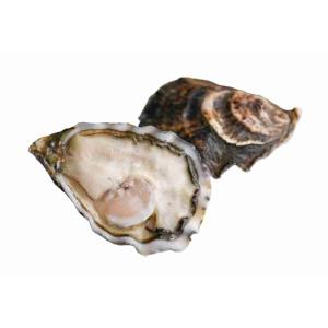 OYSTERS CONCOVA SP.LUCREZIA N°3 (per kg)