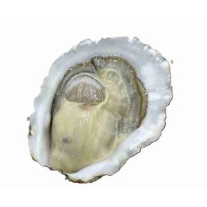 OYSTERS CONCOVA MOANA N°3 (per kg)