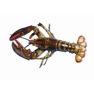 FROZEN CANADA LOBSTER (per kg)