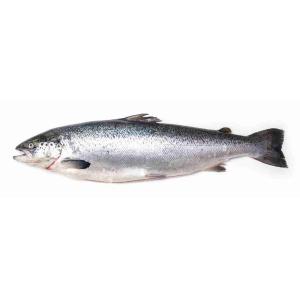 LACHS 6/7 FRISCHER FISCH (pro kg)