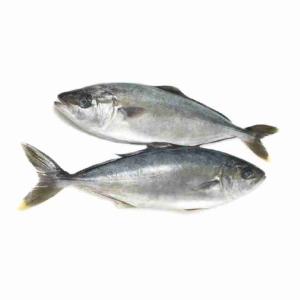 FRESH AMBERJACK (per kg)