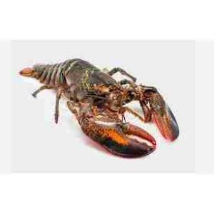 CANADIAN LOBSTER 400/600 (per kg)