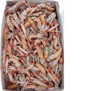 SCAMPI INTERI PORCUPINE 30/40 IRLA (al kg)