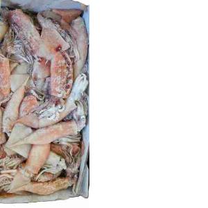 ILLEX SQUID 200/300 IRELAND (per kg)