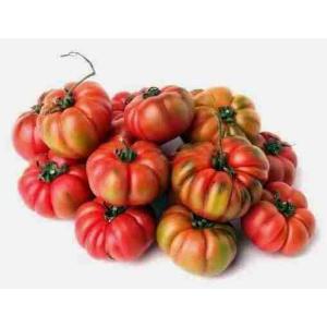 POMODORO COSTOLUTO (al kg)